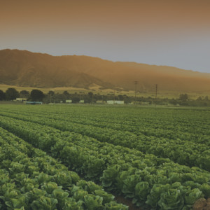 Glue manufacturer for agriculture